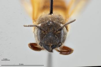 Media type: image;   Entomology 793920 Aspect: head frontal view
